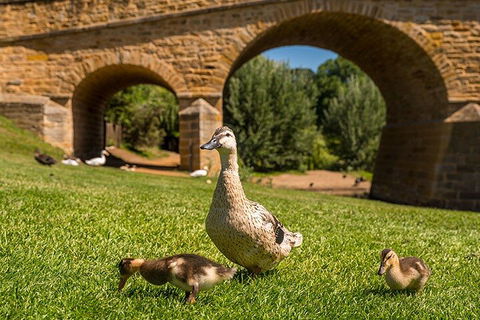 Richmond Historic Afternoon Tour From Hobart - Kalgoorlie Accommodation 1