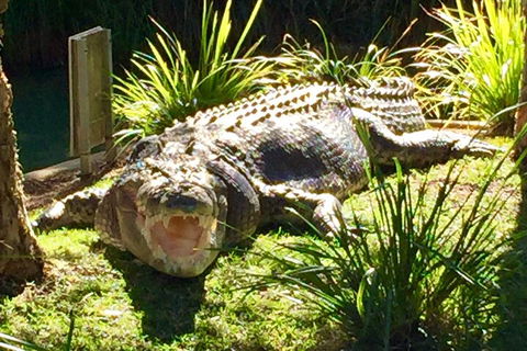 Central Coast Private Tour From Sydney, With Australian Reptile Park Option - Kalgoorlie Accommodation 4