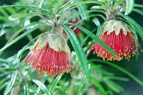 Full-Day Pinnacles Desert And Yanchep National Park Tour From Perth - Kalgoorlie Accommodation 1