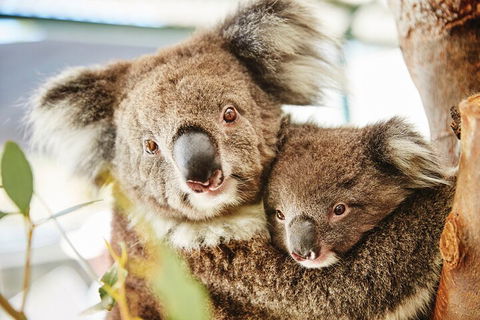 Full-Day Pinnacles Desert And Yanchep National Park Tour From Perth - Kalgoorlie Accommodation 5