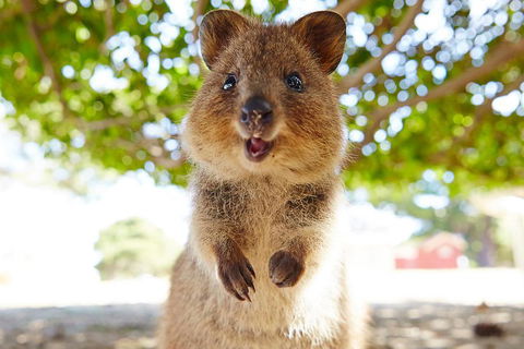 Discover Rottnest With Ferry & Bus Tour From Perth Or Fremantle - Kalgoorlie Accommodation 0