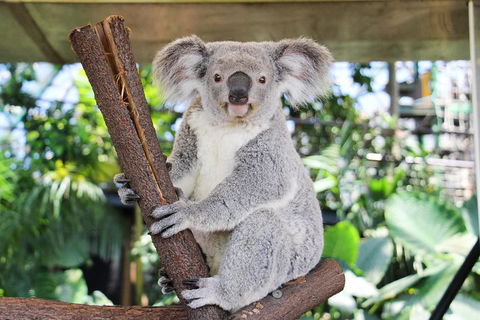 Cairns ZOOM And Wildlife Dome - Kalgoorlie Accommodation 0