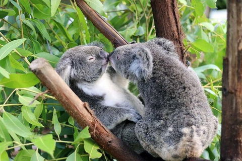 Classic Kuranda By Skyrail And Scenic Railway Including Rainforestation, Koala And Wildlife Park And Pamagirri Aboriginal Experi - Kalgoorlie Accommodation 3
