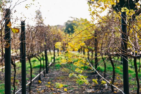 Australian Wine Discovery Tour Ticket - Kalgoorlie Accommodation 4