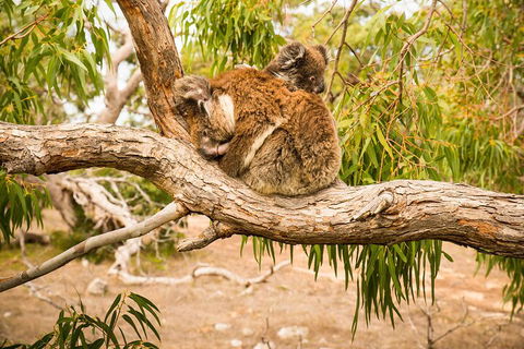 10 Day Perth To Adelaide Private Tour - The Great Australian Wilderness Journey - Kalgoorlie Accommodation 4