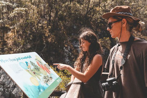 Springbrook AndTamborine Rainforest Tour Incl Natural Bridge And Glow Worm Cave - Kalgoorlie Accommodation 0