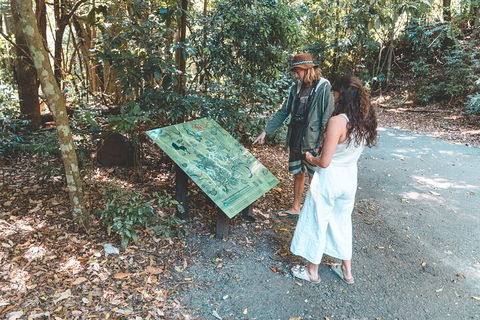Springbrook AndTamborine Rainforest Tour Incl Natural Bridge And Glow Worm Cave - Kalgoorlie Accommodation 5