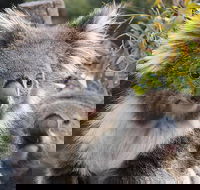 Kuranda Koala Gardens and Birdworld Admission Tickets - Kalgoorlie Accommodation