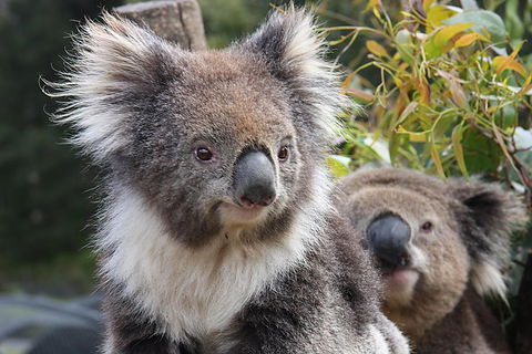 Kuranda Koala Gardens And Birdworld Admission Tickets - Kalgoorlie Accommodation 0