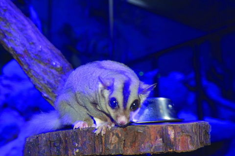 Kuranda Koala Gardens And Birdworld Admission Tickets - Kalgoorlie Accommodation 1