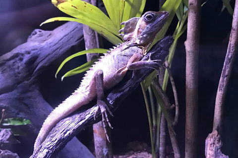 Cairns Aquarium Admission Ticket - Kalgoorlie Accommodation 0