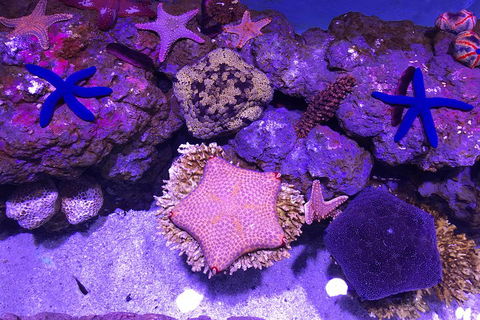 Cairns Aquarium Admission Ticket - Kalgoorlie Accommodation 5