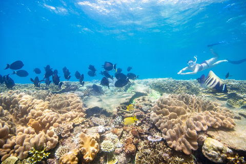 Outer Reef Pontoon Experience From Cairns - Kalgoorlie Accommodation 4