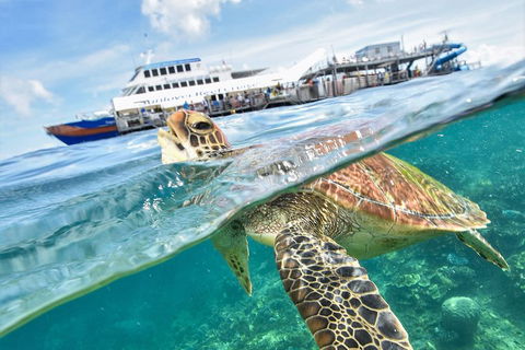 Outer Reef Pontoon Experience From Cairns - Kalgoorlie Accommodation 5