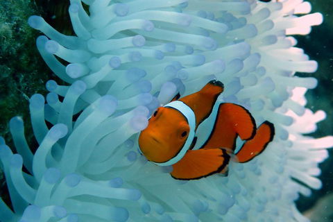Seastar Luxury Outer Great Barrier Reef Island And Reef Tour From Cairns - Kalgoorlie Accommodation 0