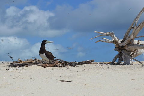 Seastar Luxury Outer Great Barrier Reef Island And Reef Tour From Cairns - Kalgoorlie Accommodation 1