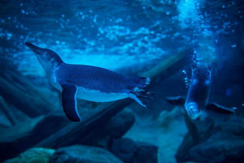 SEA LIFE Sunshine Coast Aquarium Entrance Ticket - Kalgoorlie Accommodation 1