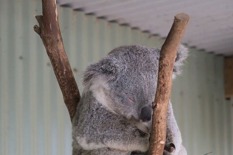 Featherdale Wildlife Park General Admission - Kalgoorlie Accommodation 3