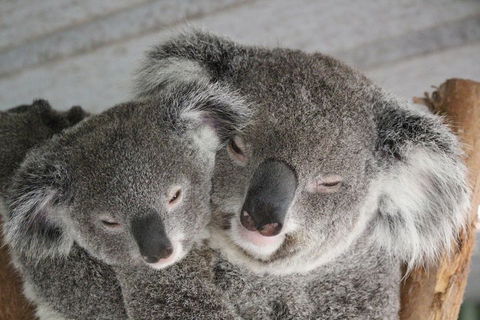 Featherdale Wildlife Park General Admission - Kalgoorlie Accommodation 4