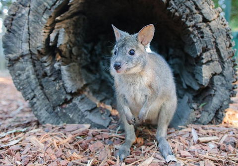 Featherdale Wildlife Park General Admission - Kalgoorlie Accommodation 5