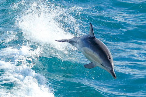 Wilsons Promontory Full Day Cruise - Kalgoorlie Accommodation 1