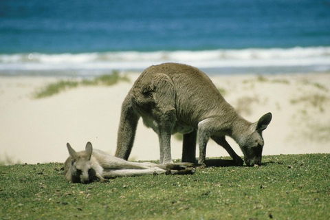 Great Ocean Road Highlights Tour - 2 Days, 1 Night - Kalgoorlie Accommodation 2