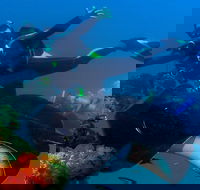 Scuba Dive the S.S. Yongala Wreck on the Great Barrier Reef. - Kalgoorlie Accommodation