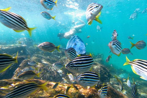 Manly Snorkel Trip And Nature Walk With Local Guide - Kalgoorlie Accommodation 2